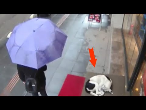 Видео: Пропала собака в центре судебного спора