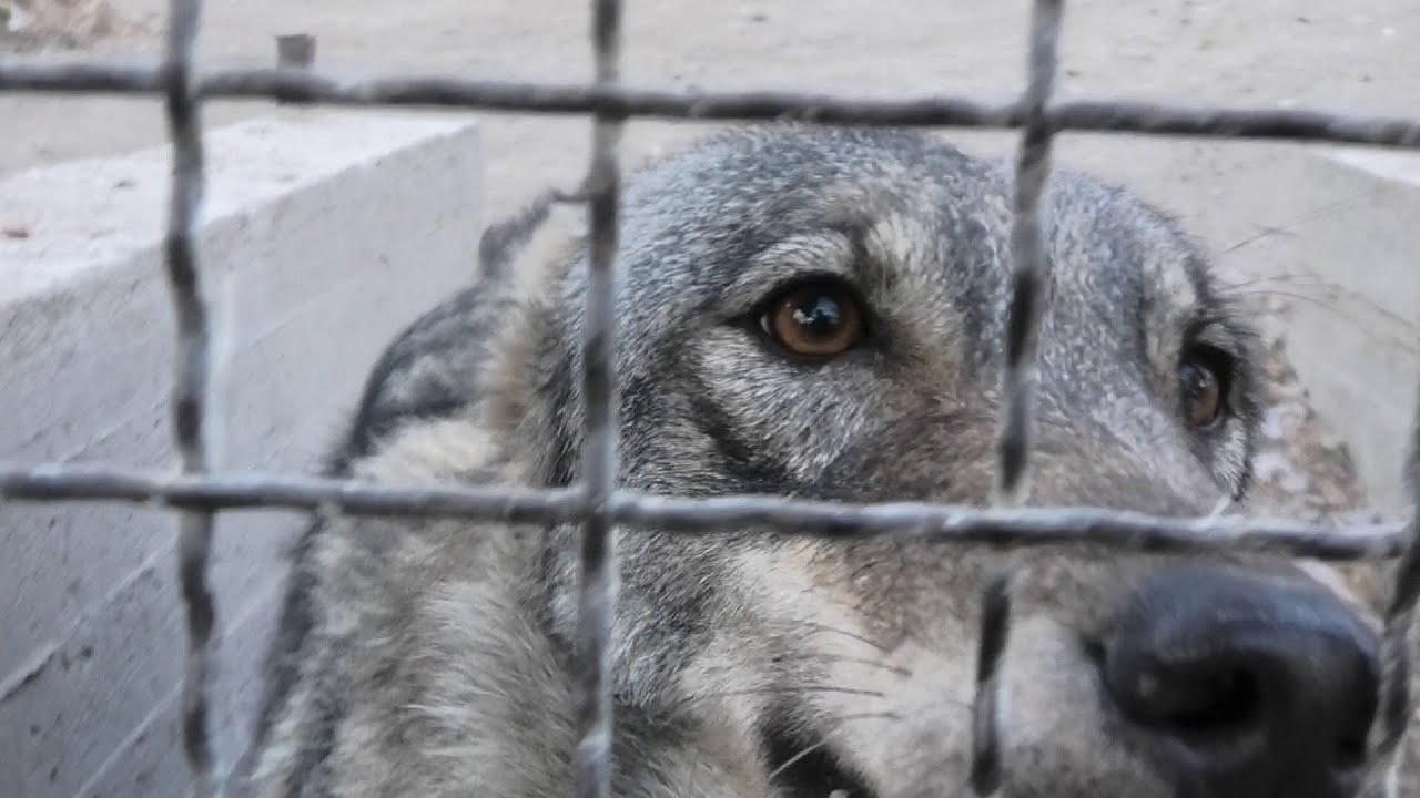 Ревнивая серая волчица Омега. Она меня ждала! The jealous gray wolf Omega. She was waiting for me!