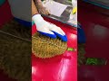 Khmer Durian love-ASMR #durian #fruit #durianrider #shortvideo #foryou #fruitcutting #cambodia
