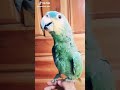 Papagaio Falando Bom Dia 