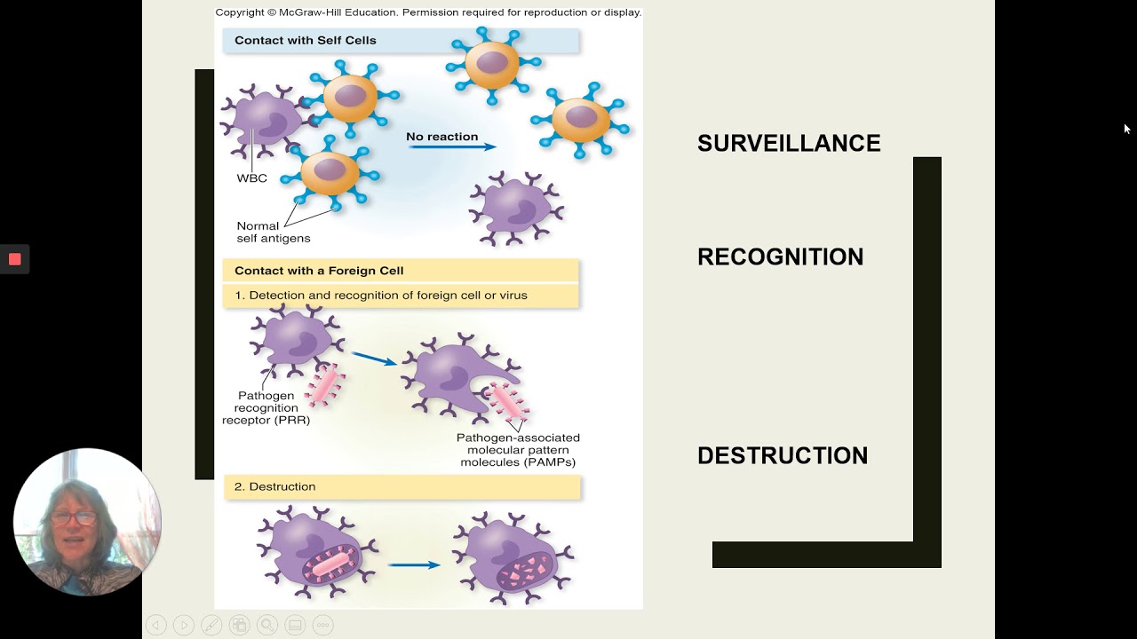 Chapter 17: The Innate Immune System - YouTube
