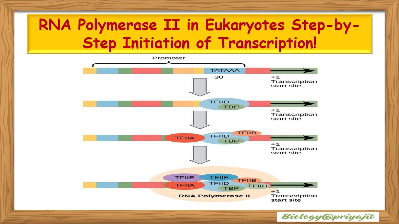 RNA Polymerase II in Eukaryotes Step-by-Step Initiation of ...