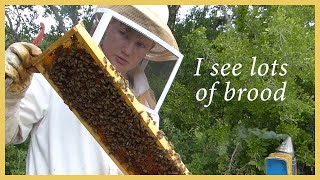 Honey Bees - Inspecting and Learning - GSB S2 E2