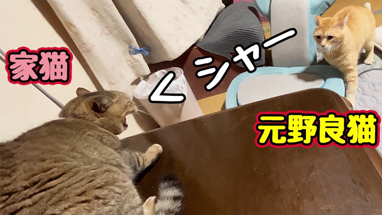 Got scolded by the resident cat [Ex-stray cat] - YouTube