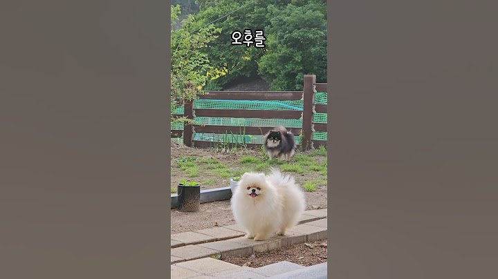 시골에서 사라진 강아지 찾는 방법