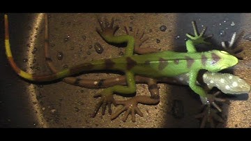 Parisi - Bone To Pick [Official Music Video]