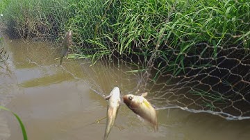 Giăng Lưới Mùa Nước nổi ở ngoài ruộng và cái kết/ Nhái miền tây