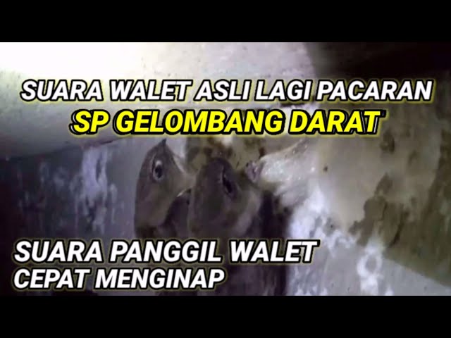 SP GELOMBANG DARAT.  Suara walet pacaran. Responya mantap. suara walet anti galau class=