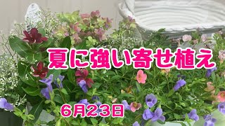 夏に強い大人かわいい寄せ植え