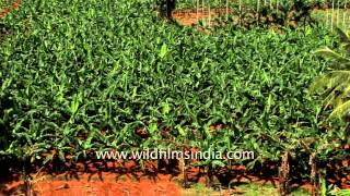 Coconut and Banana plantation in Tamil Nadu