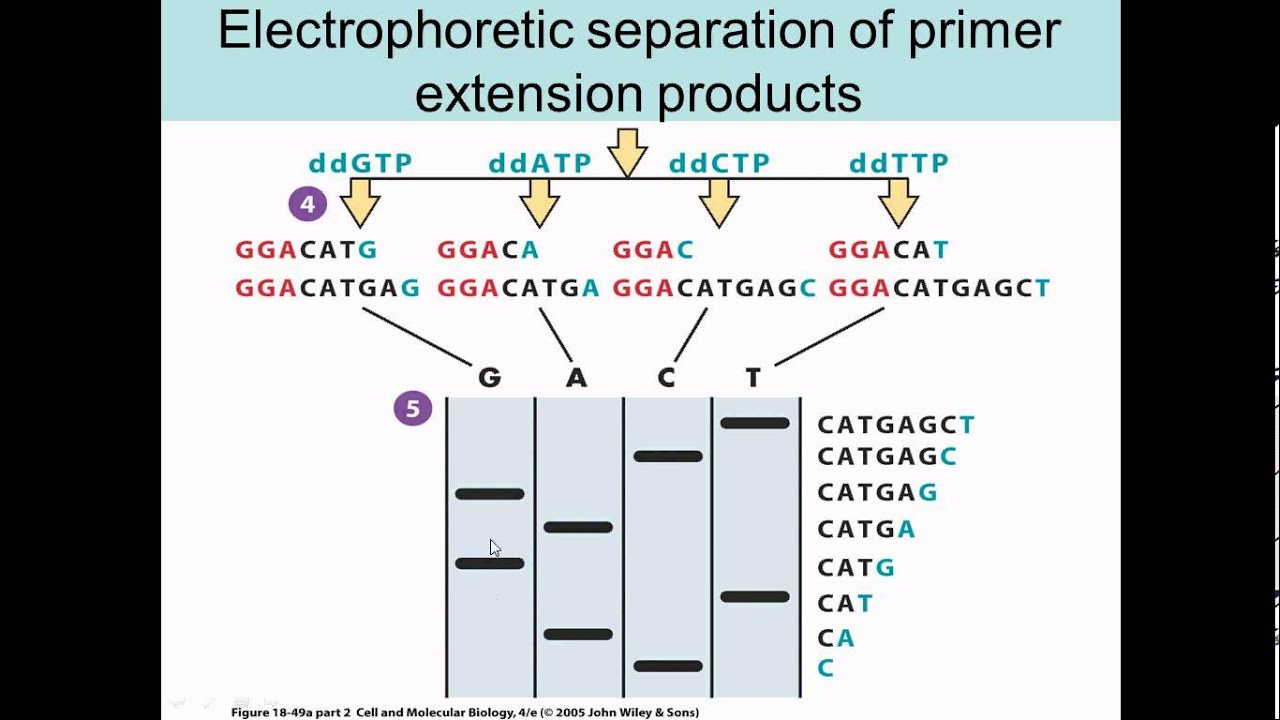 DNA sequencing YouTube