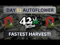 Day 51 fast growing autoflower   420 fastbuds purple lemonade blackberry  banana purple punch