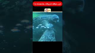 اغرب مواقف للحيوانات..هتدهشك ج40