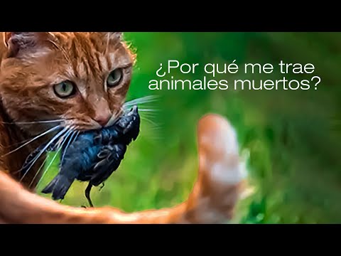 Video: ¿Qué hacer con los animales muertos?