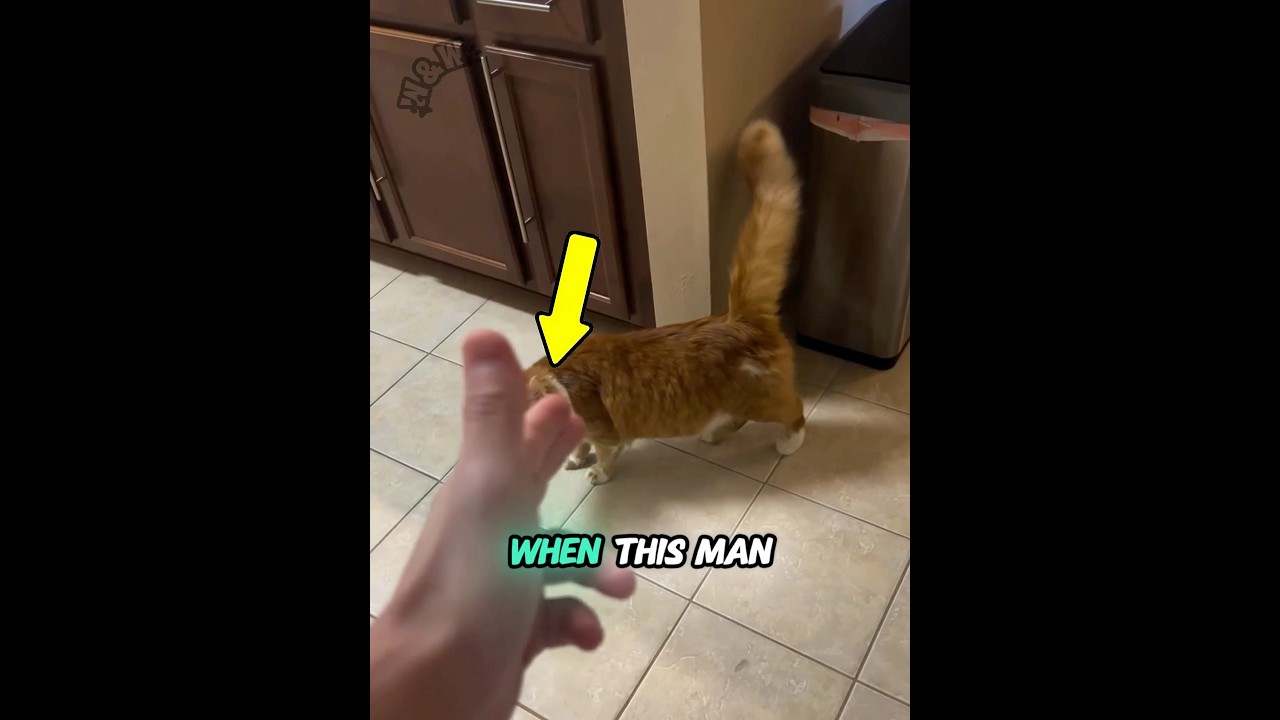 Man shoots ‘finger gun’ at cat… his reaction is HILARIOUS 🐱😂