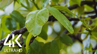 8 HRS Soft Rain and Bird Sounds - 4K Nature Soundscapes Video for Relaxation & Sleep screenshot 3