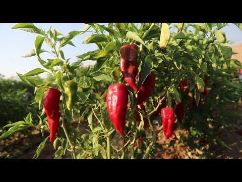 مزارعون يجمعون محصول الفلفل الأحمر في مدينة غزة