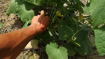tỉa lá cho dưa leo khi có trái
