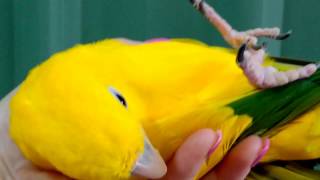 Golden conure male bird