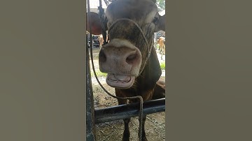 Sapi Moo, Suara Sapi, Sapi Lucu, Sapi Jumbo, Sapi Brahman #sapi #lembu #kurban #cow