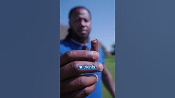 What to do AFTER you Aerate your Lawn