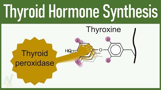 Thyroid Hormone Synthesis