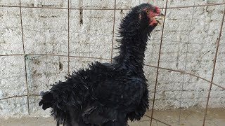 Galinha Frisada Barbuda No Auge Da Sua Plumagem