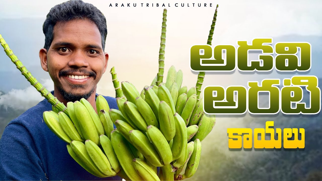 Wild Banana : అడవి అరటి || ఇవే అసలైన అరటి కాయలు అంటే నమ్ముతారా?|| Araku Tribal Culture
