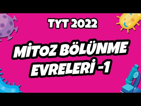 Mitoz Bölünme Evreleri -1 | TYT Biyoloji 2022 #hedefekoş