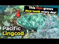 Pacific Lingcod | This Fish grows New teeth every day!