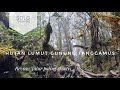 GUNUNG TANGGAMUS, pesona HUTAN LUMUT, review jalur pos 3,4,5 &amp; Puncak (Solo Trekking)