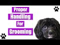 Proper Positions & Handling For Dog Grooming