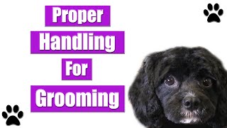 How To Hold And Position Dogs For Grooming