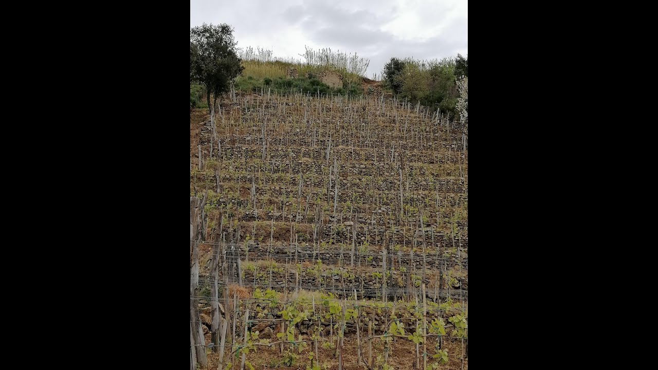 I terrazzamenti (Armacie) della Costa Viola