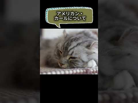 【アメリカン・カールについて】shorts
