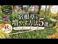 【お金をかけず宿根草を増やす季節！】今ある植物で庭が充実♪ 実践5つの増やし方＋おまけ