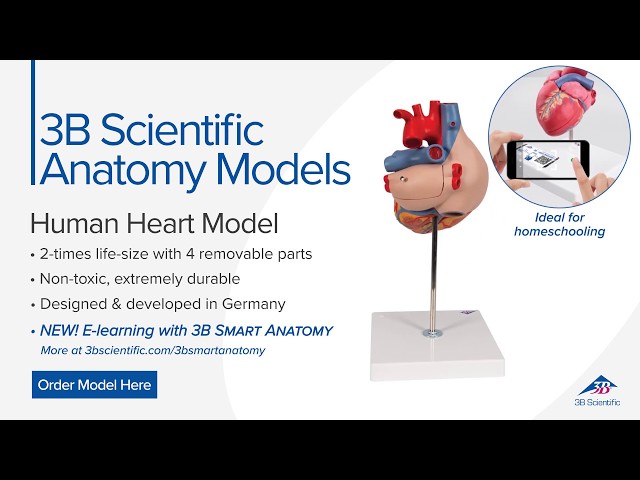 Human Heart Model, 2-times Life-Size, 4 part - 3B Smart Anatomy