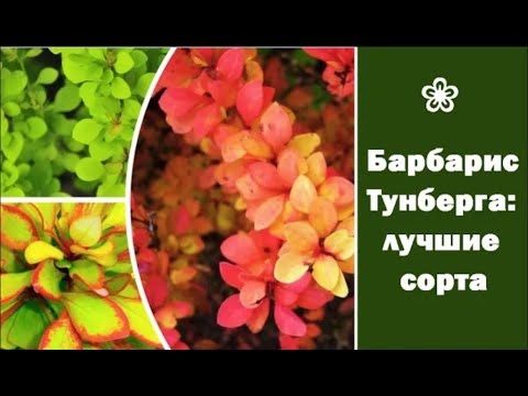 Видео: Берберис 