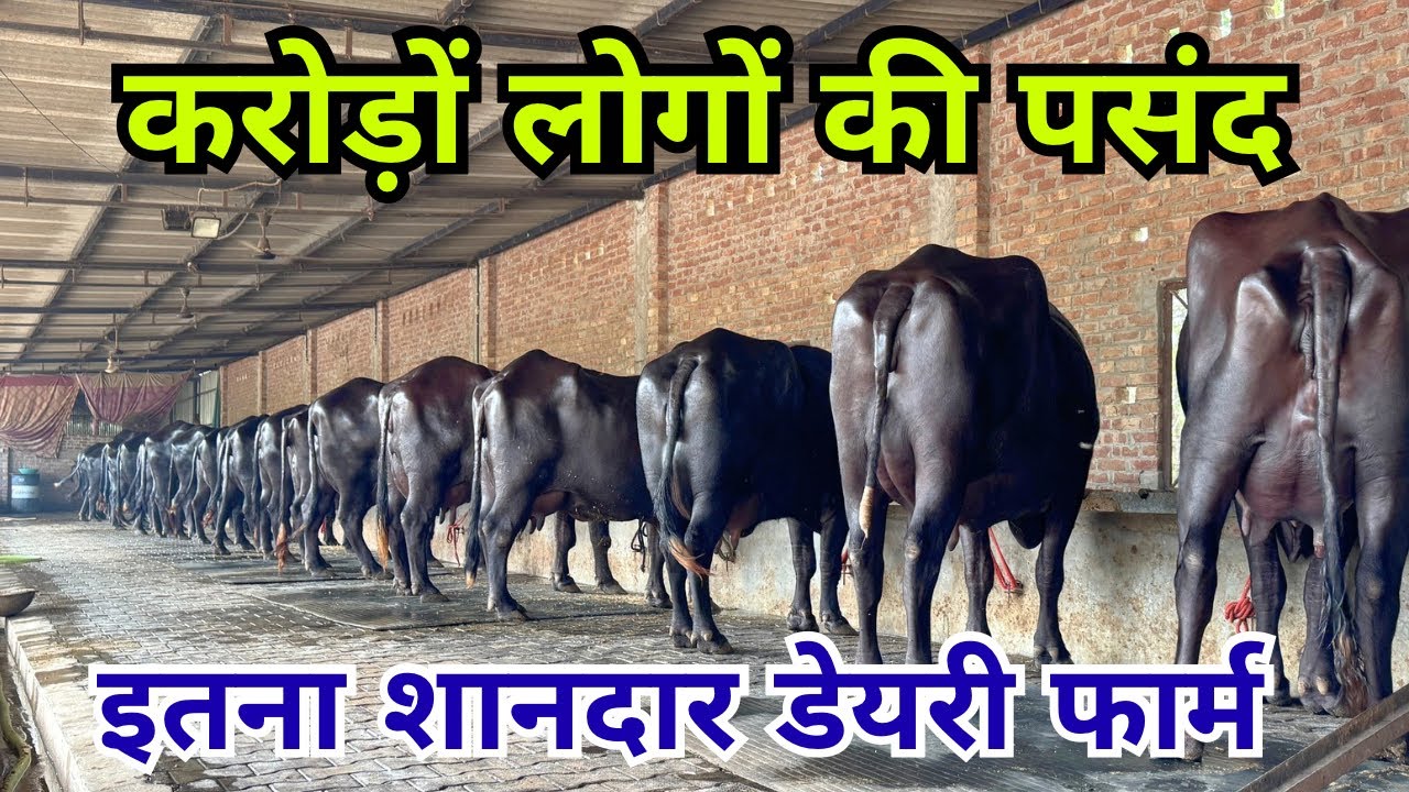करोड़ों लोगों ने पसंद किया इतने बड़े डेयरी फार्म को - बहुत ही बड़ा और बेहतरीन डेयरी फार्म 