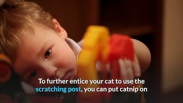 how to train a cat to use a scratching post useful tips