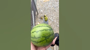 Experiment: Will bananas and watermelons explode when they roll down a tall building?