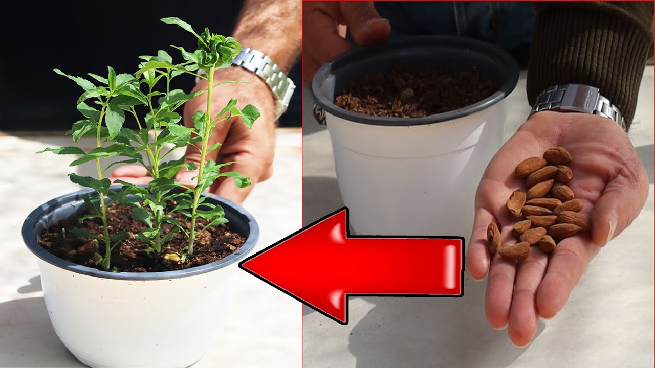 زراعة بذور اللوز في المنزل