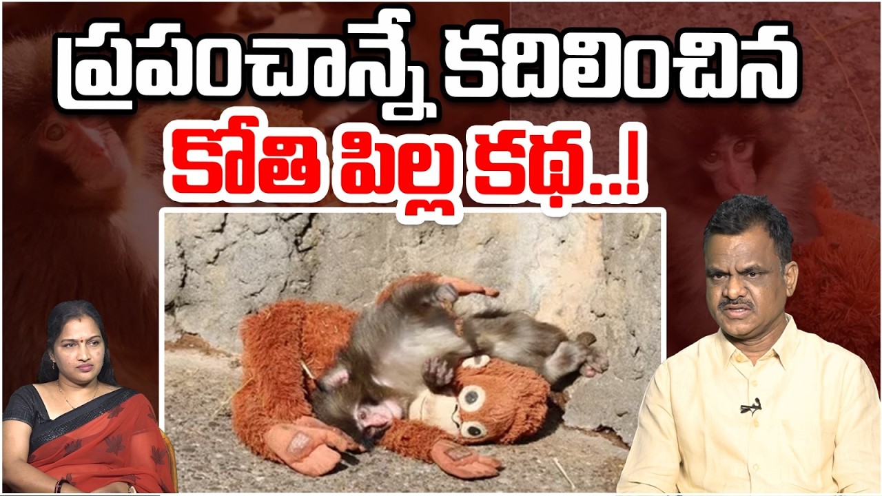 ప్రపంచాన్నే కదిలించిన కోతి పిల్ల కథ| Monkey Viral Video | Abandoned Baby Monkey Punch With Plush Toy