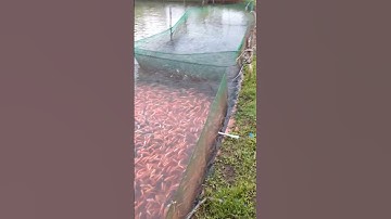 trại cá giống tỉnh Đăk Lăk sđt 0344556465 gặp Mr Hải