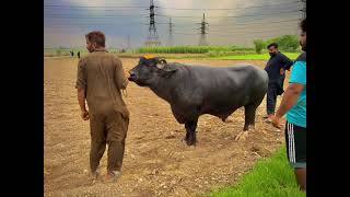 Sakhi Badshah 03019086245