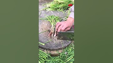 RT 42519mini rotary tillage and ridging all-in one tree 🌲 short view #travel #beach #flowers