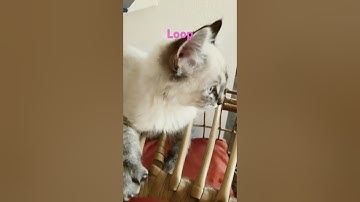 Day 2 of looping until I go viral #loop