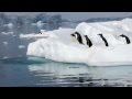 Funny  clumsy penguins compilation