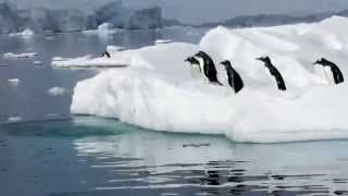 Funny Clumsy Penguins Compilation