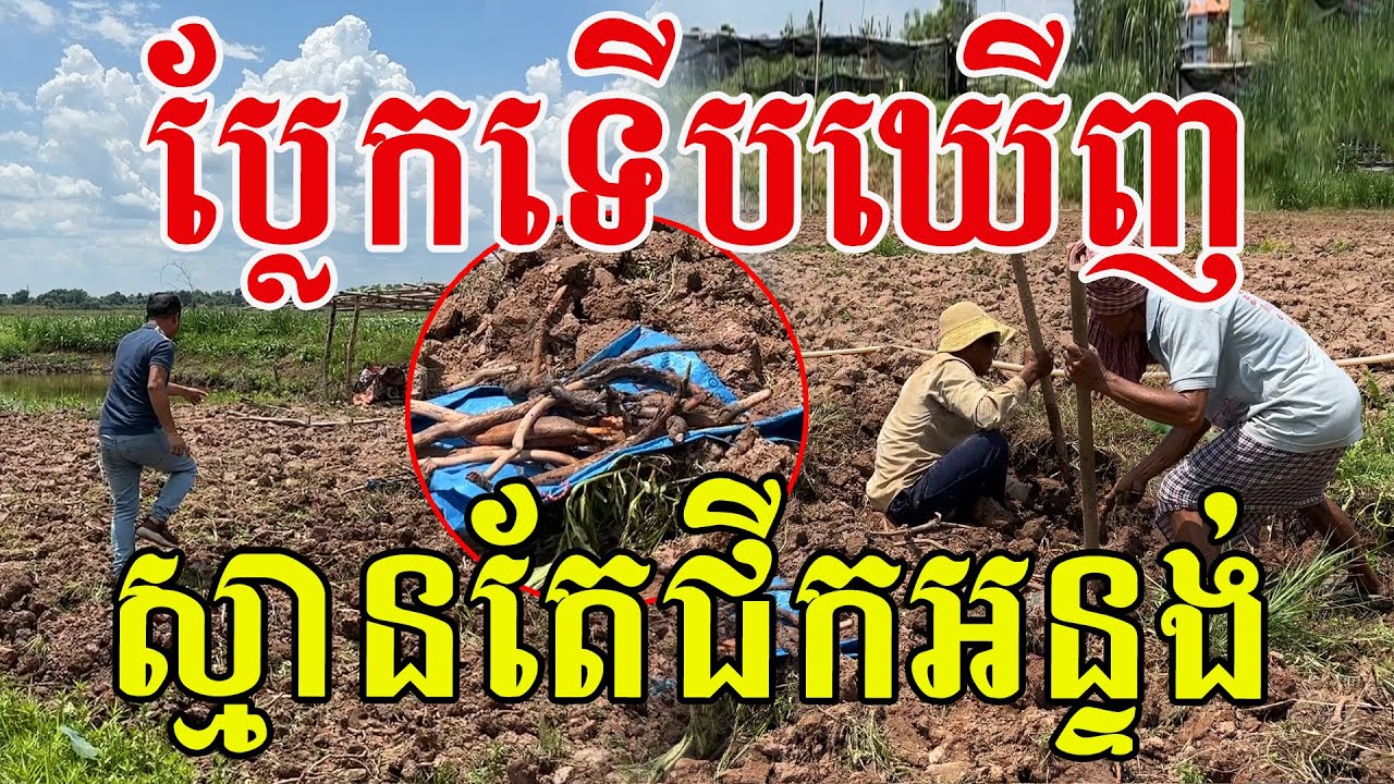 ប្លែកទើបតែឃើញ ស្មានថាជីកអន្ទង់ក្នុងស្រែ សូមសរសើរពូៗប្រឹងប្រែងណាស់